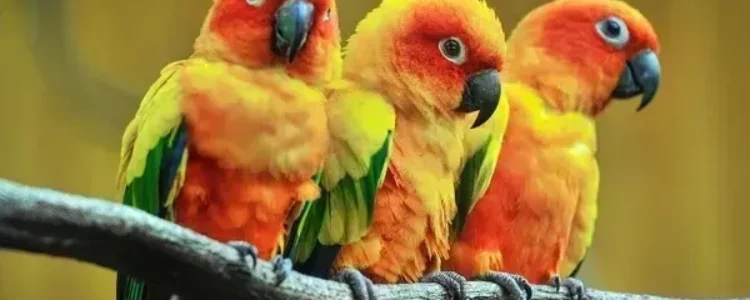 beautiful-parrot-sun-conure-on-600w-527721265-transformed